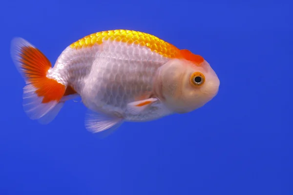 Primo piano di un pesce rosso . — Foto Stock
