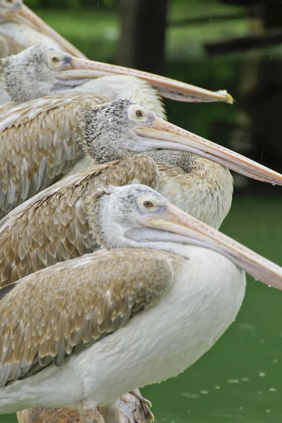 Closeup of pelican — Stock Photo, Image