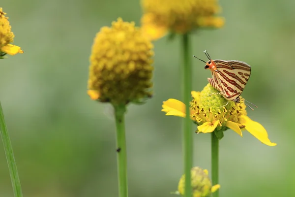 Papillon assis sur la fleur — Photo