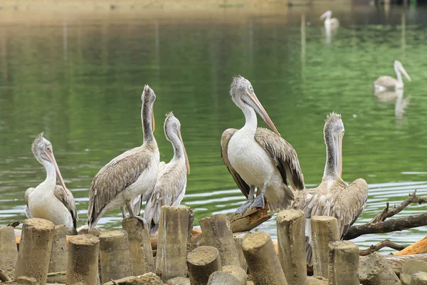 Closeup of pelican — Stock Photo, Image