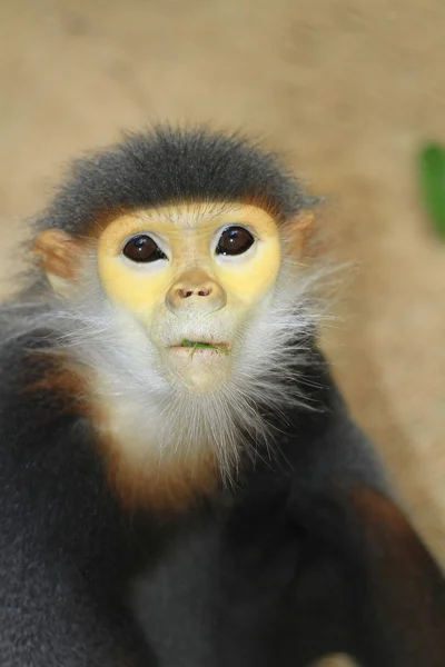 Douc langur małpa — Zdjęcie stockowe