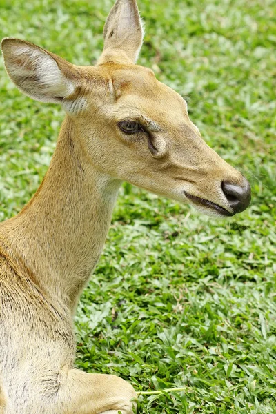 子鹿の鹿 — ストック写真