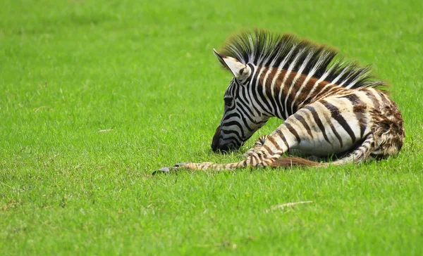 Close-up van zebra — Stockfoto