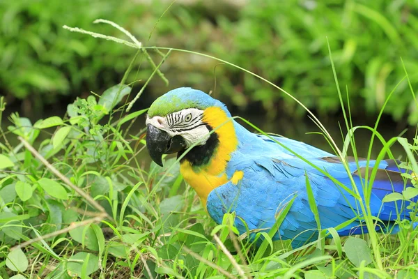 Papağan - mavi-sarı ara — Stok fotoğraf