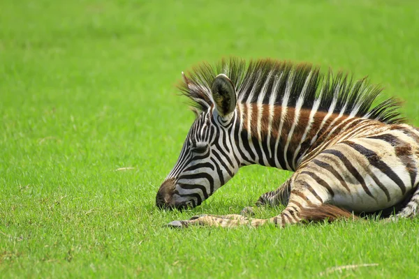Close up zebra — Stock Photo, Image