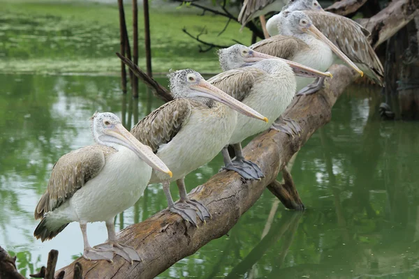 Zblízka přímých vyúčtování pelikánů — Stock fotografie
