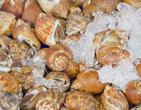 Shellfish Blood Cockles in the Thai market — Stock Photo, Image