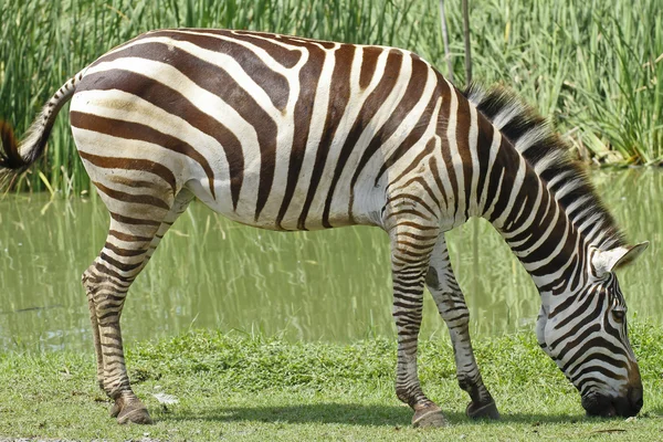 Zebra kapatmak — Stok fotoğraf