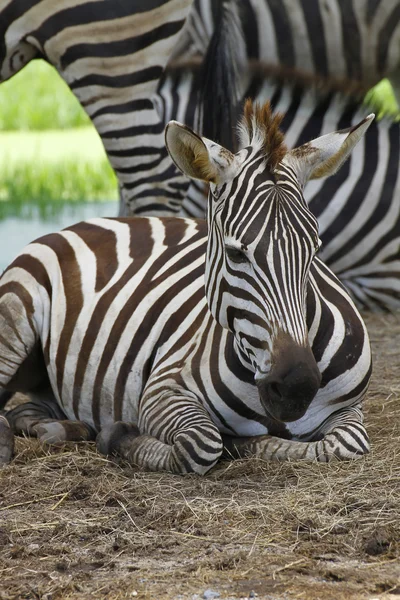 Közelről zebra — Stock Fotó