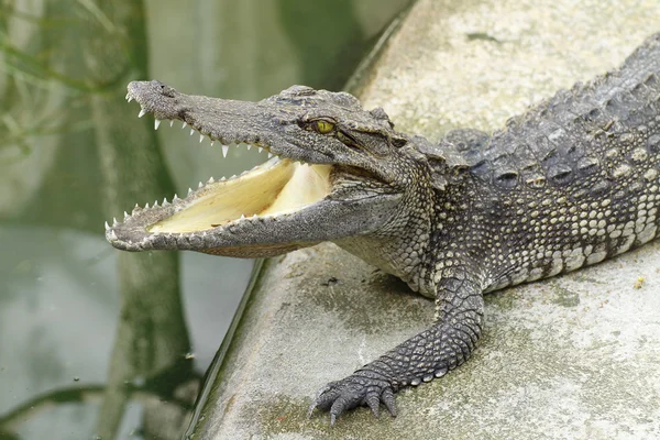 Крокодил с открытым ртом над водой — стоковое фото