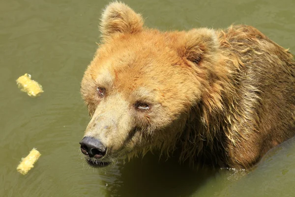 Niedźwiedź brunatny w wodzie — Zdjęcie stockowe