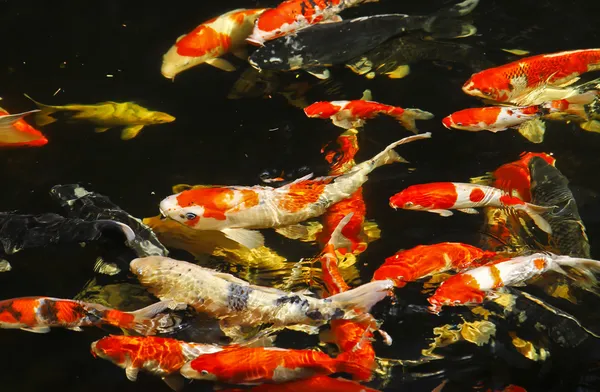 Koi balığı.