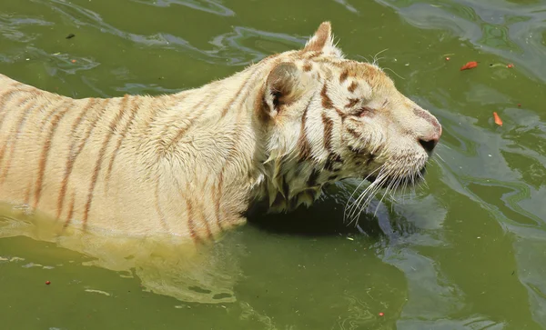 Tiger play in the water. — Stock Photo, Image