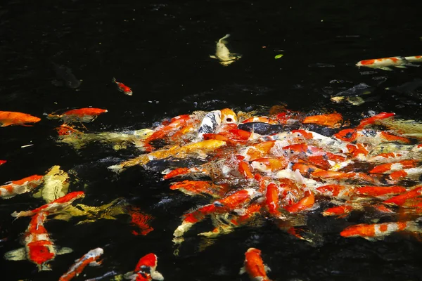 Peixe Koi — Fotografia de Stock