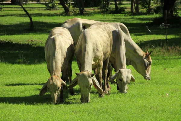 Rinder fressen Gras auf der Weide — Stockfoto
