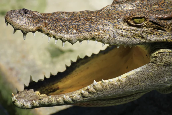 Krokodyl z głowy otwarte usta — Zdjęcie stockowe