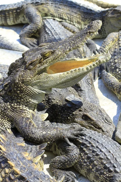 Krokodil — Stockfoto