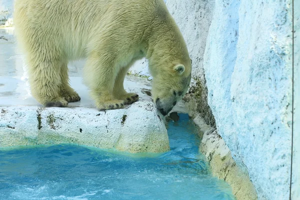 Oso polar blanco —  Fotos de Stock