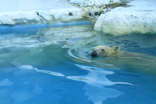 Белый белый медведь — стоковое фото