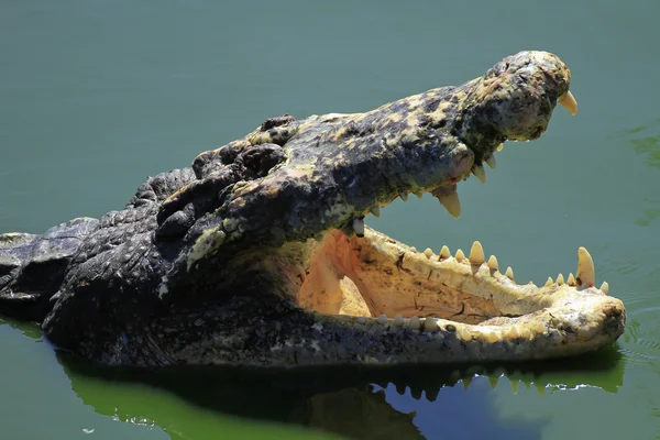 Stora sötvatten krokodil — Stockfoto