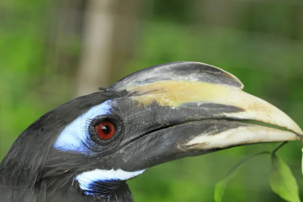 Hornbill fågel — Stockfoto