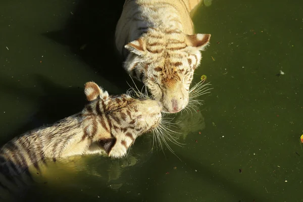 Tigers play in the water.