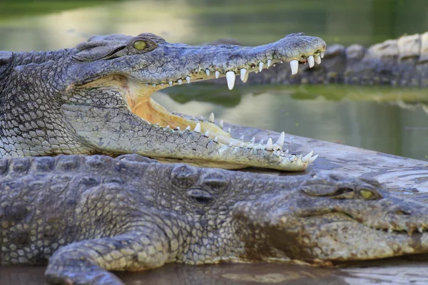 Crocodile head — Stock Photo, Image