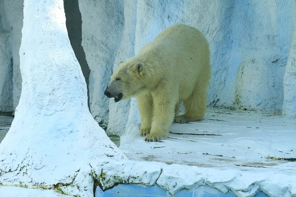 Closeup ledního medvěda — Stock fotografie