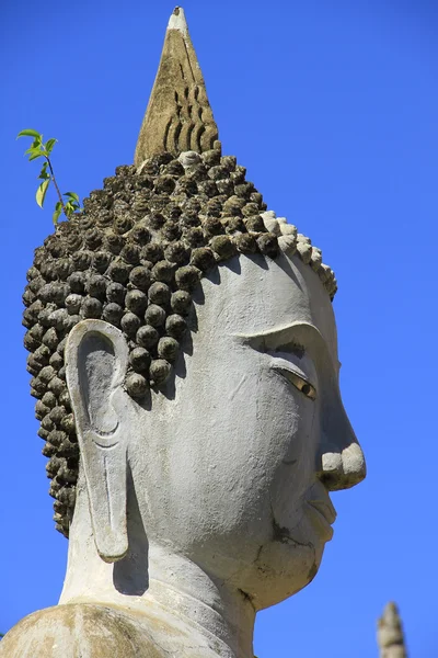 Statua testa di Buddha — Foto Stock