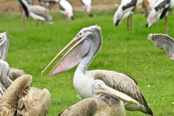 Close-up of pelican — Stock Photo, Image