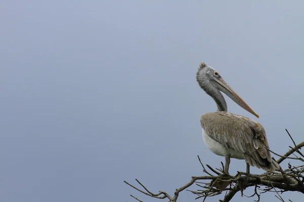 Spot Billed Pelican — Stock Photo, Image