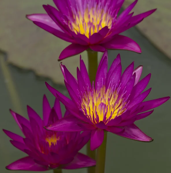 Water lilys — Stock Photo, Image