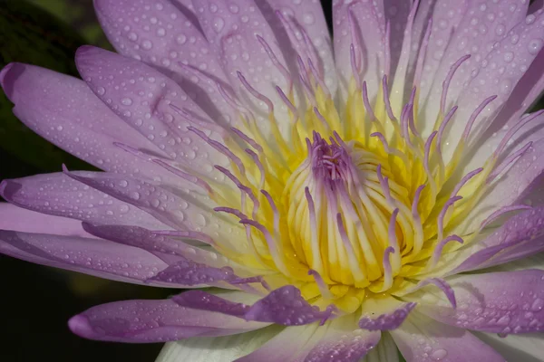 Waterlily — Stock Photo, Image