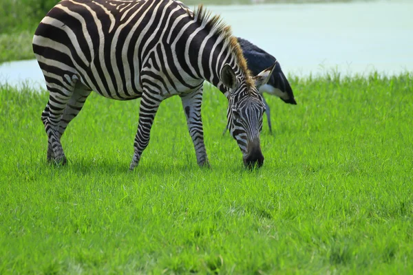 Zebra staande — Stockfoto