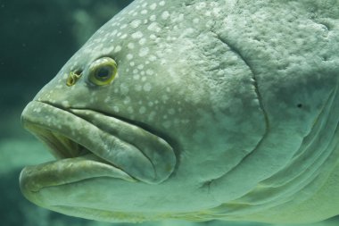 tatlı güzel akvaryum balık