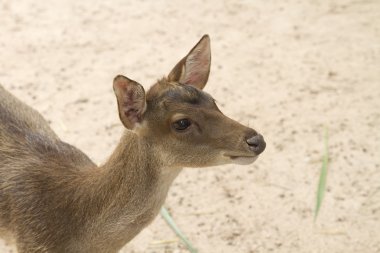 açık kahverengi geyikler duruyor