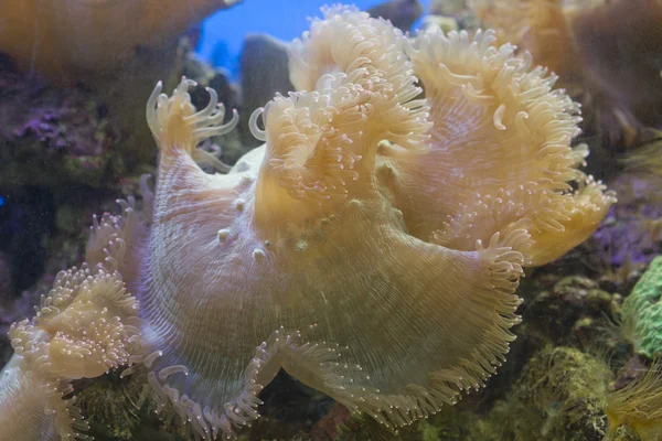 Koral w akwarium — Zdjęcie stockowe
