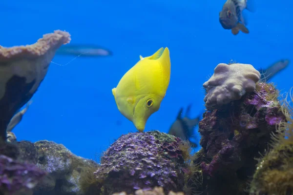 Peces amarillos —  Fotos de Stock