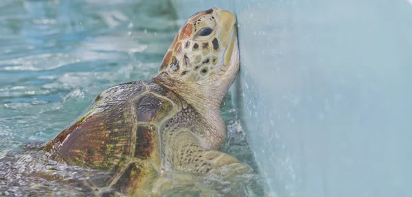 Fechar a tartaruga marinha verde — Fotografia de Stock