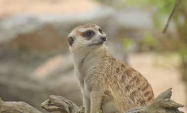 meerkat izlerken