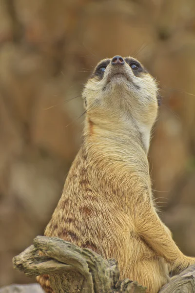 Observação de Meerkat — Fotografia de Stock