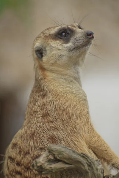 Meerkat Watching — Stock Photo, Image