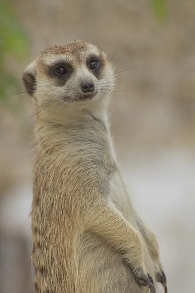 Στέκεται Meerkat — Φωτογραφία Αρχείου