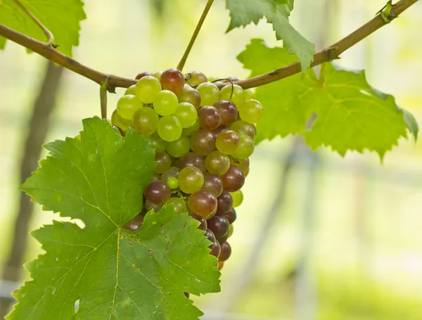 Uvas verdes e vermelhas que crescem numa vinha — Fotografia de Stock