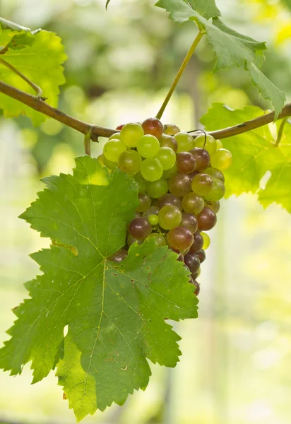 Uvas frescas verdes e vermelhas — Fotografia de Stock