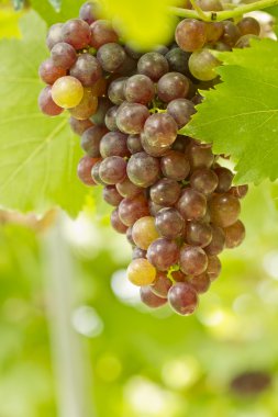 dal üzerinde olgunlaşmış üzümler