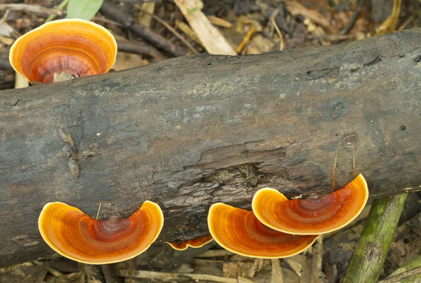 Mushroom in the forest — Stock Photo, Image