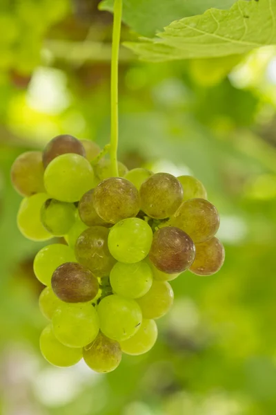 Raisins verts poussant dans un vignoble — Photo