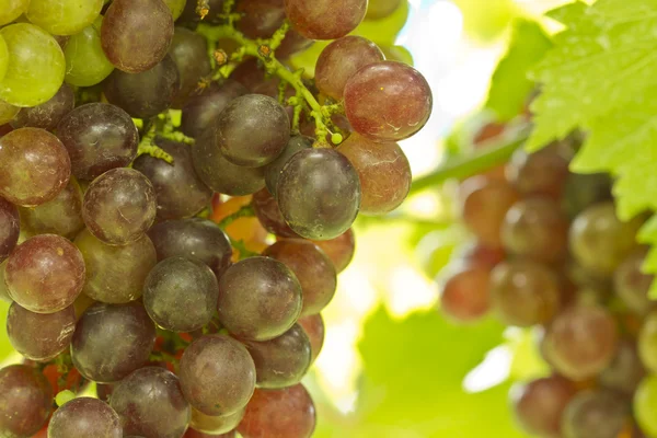 Uvas frescas verdes e vermelhas — Fotografia de Stock