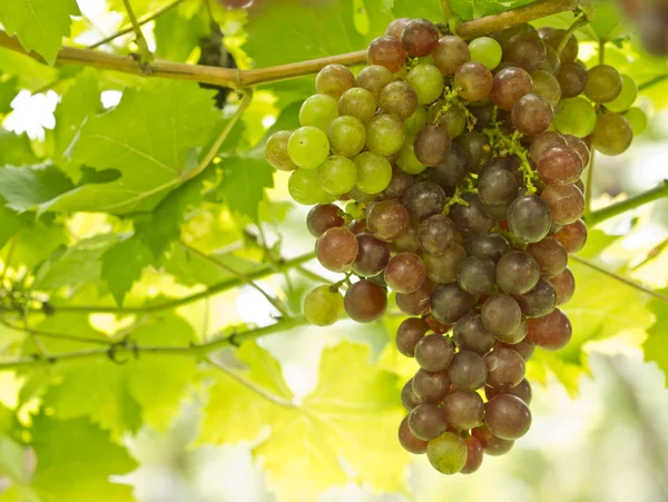 Uvas frescas verdes e vermelhas — Fotografia de Stock